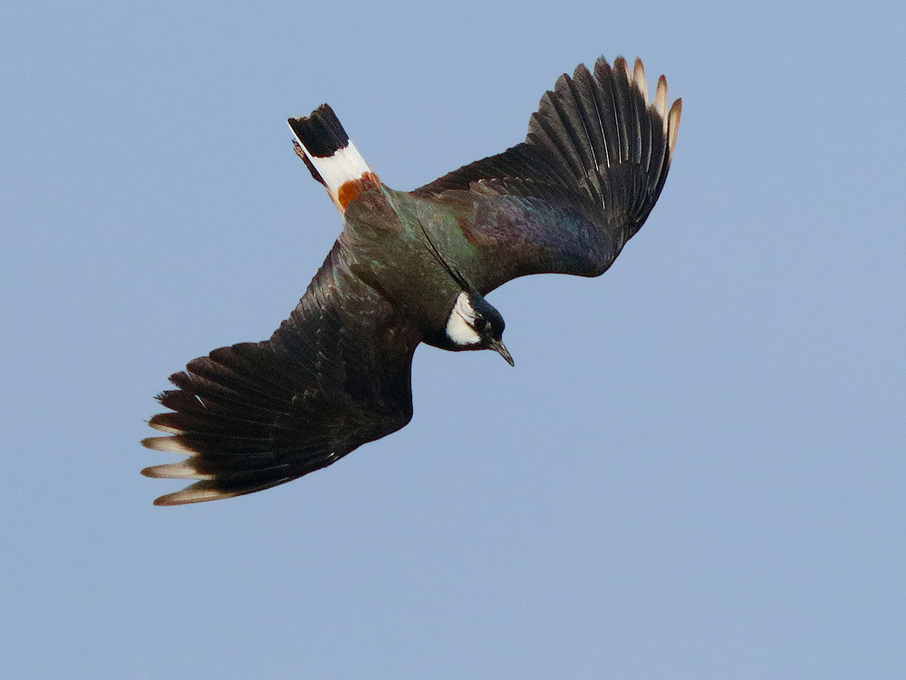 Ad ali spiegate, il sogno di Icaro.